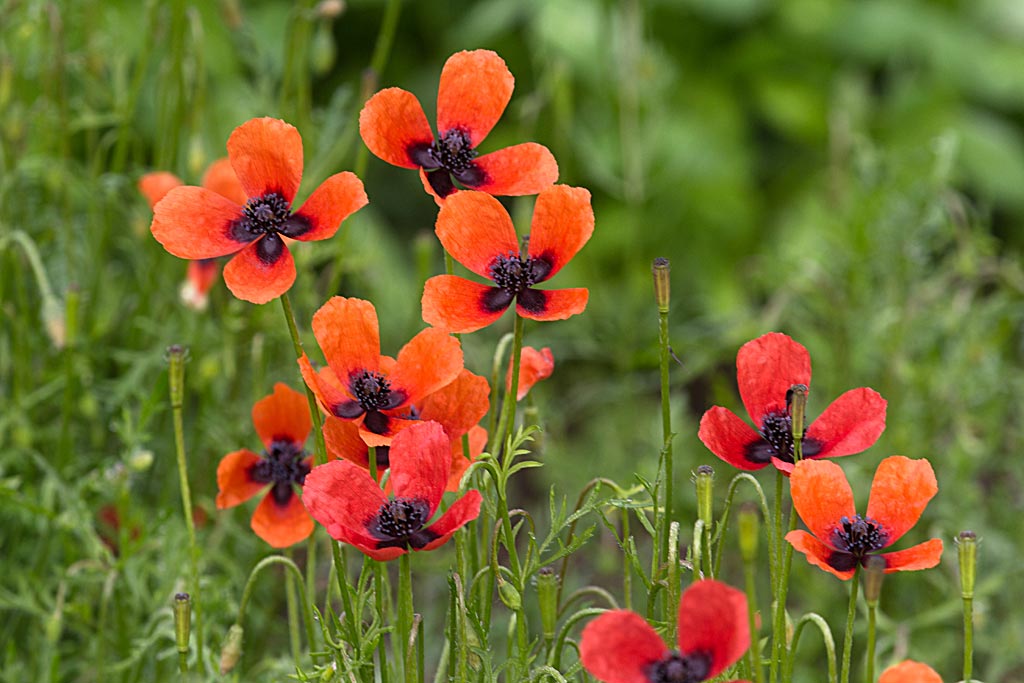 Ruige klaproos - Papaver argemone : Losse grammen