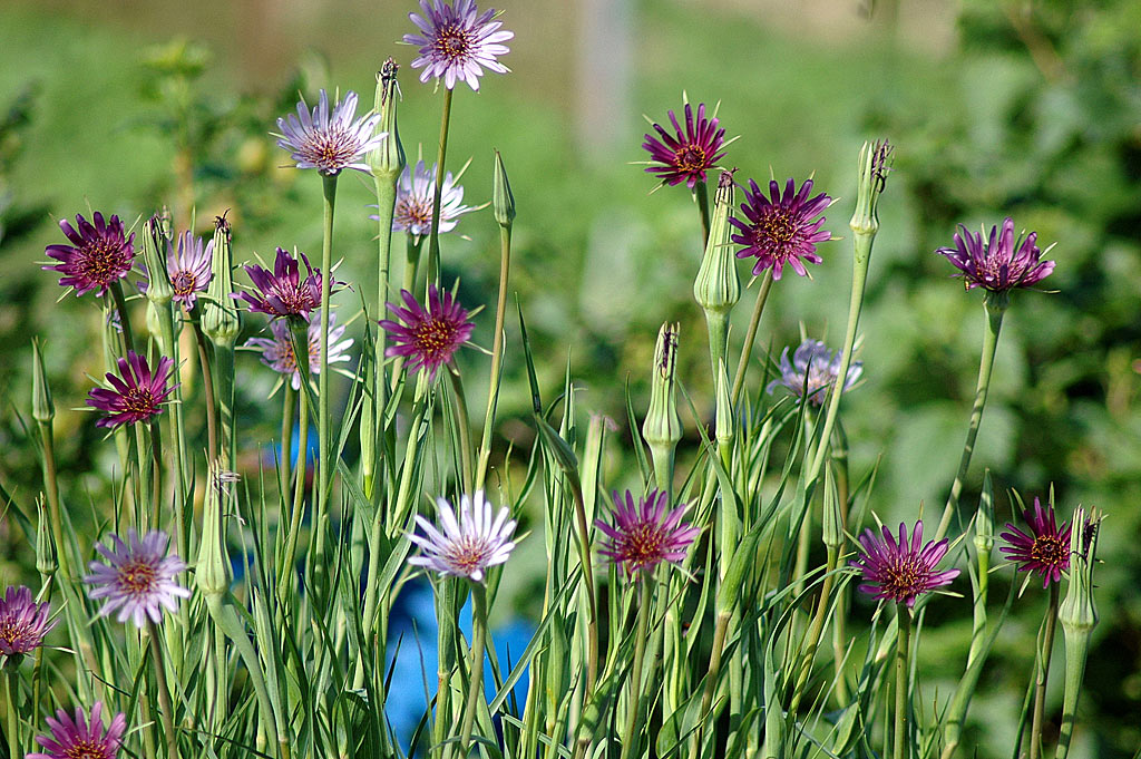 Paarse morgenster - Tragopogon porrifolius : Losse grammen