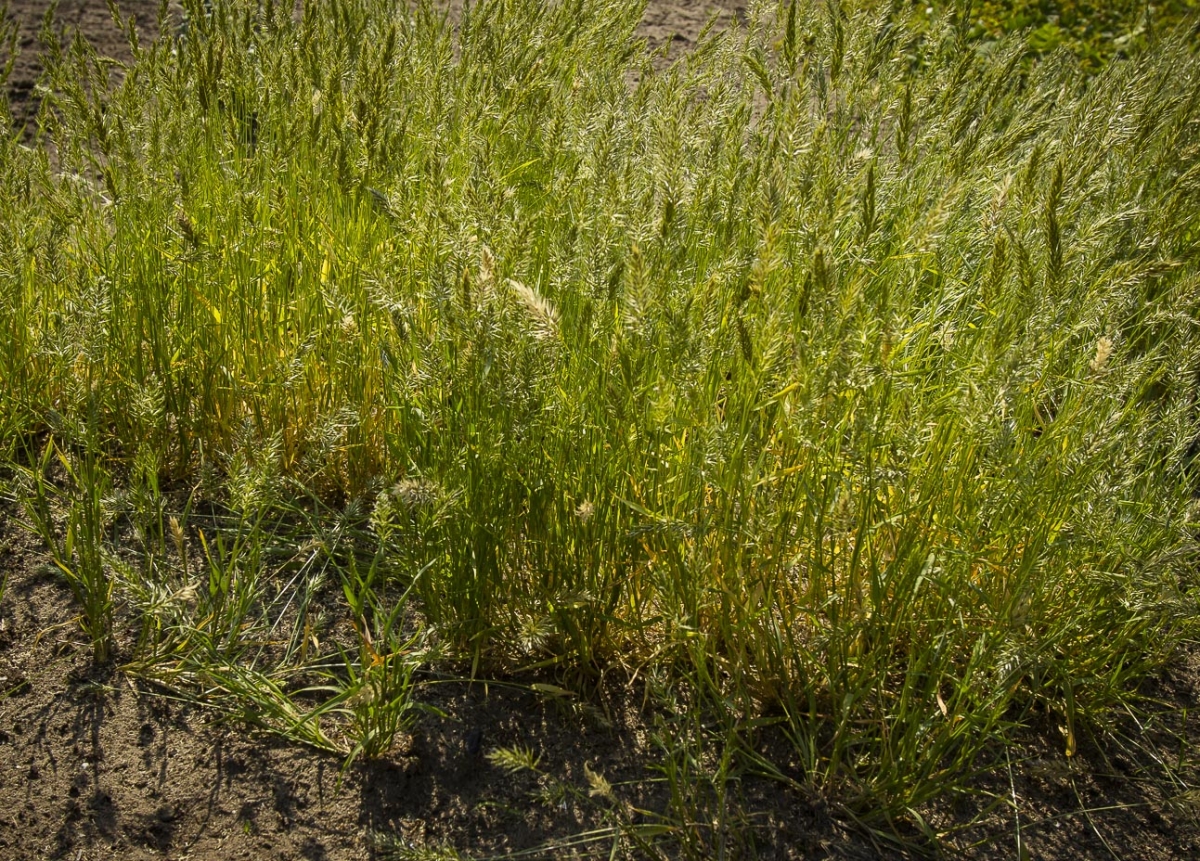 Slofhak - Anthoxanthum aristatum : Zakje Slofhak - Anthoxanthum aristatum : Zakje