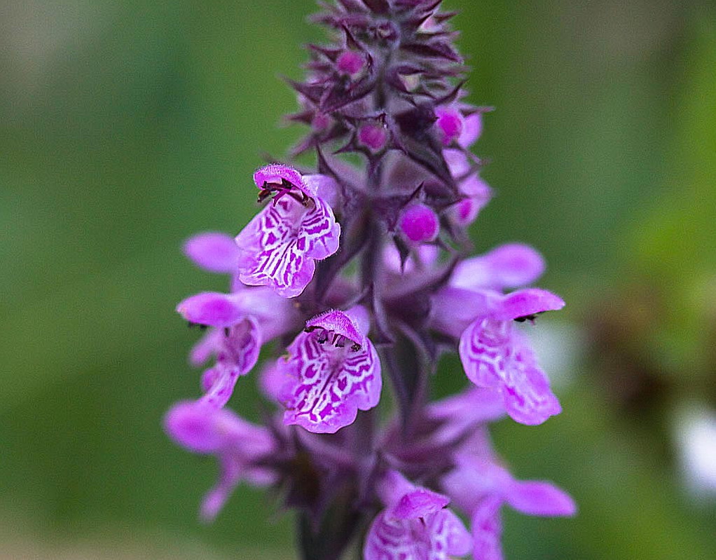 Moerasandoorn - Stachys palustris : Losse grammen