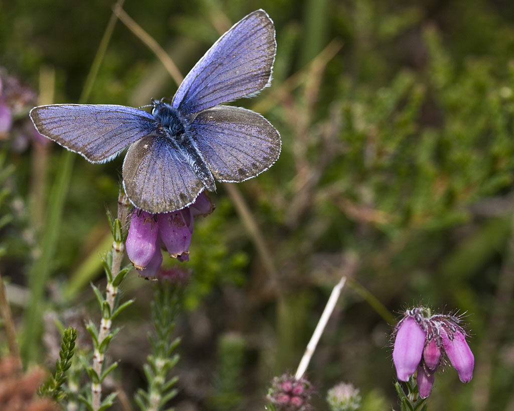Gewone dophei - Erica tetralix : Zakje Gewone dophei - Erica tetralix : Zakje
