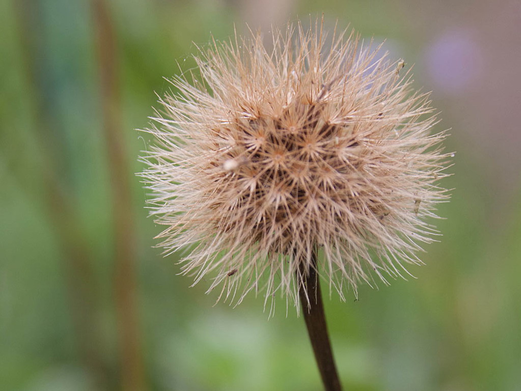 Ruige leeuwentand - Leontodon hispidus : Losse grammen