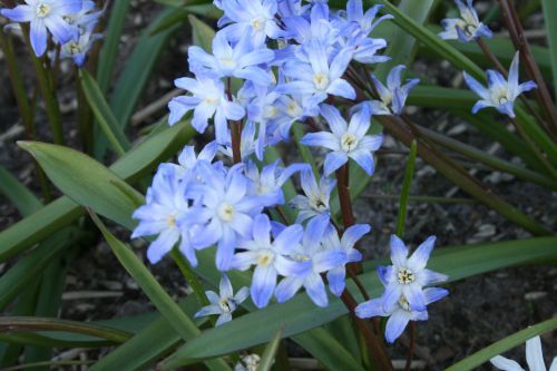 Middelste sneeuwroem - Scilla luciliae (syn Chionodoxa luciliae) : Verpakking met 1000 bollen