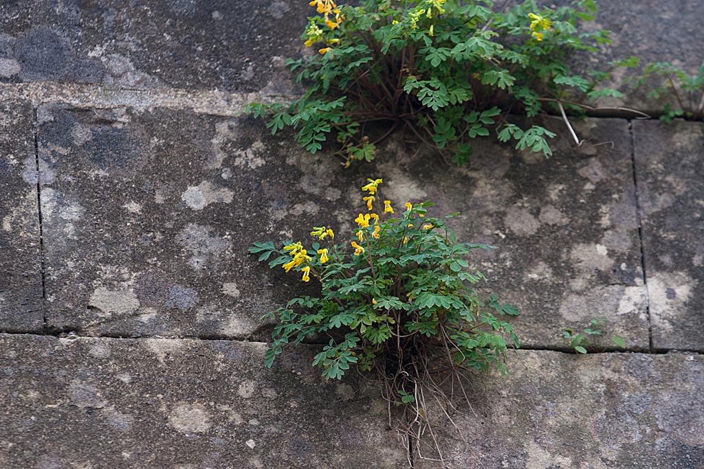 Gele helmbloem - Pseudofumaria lutea : Plant in P9 pot