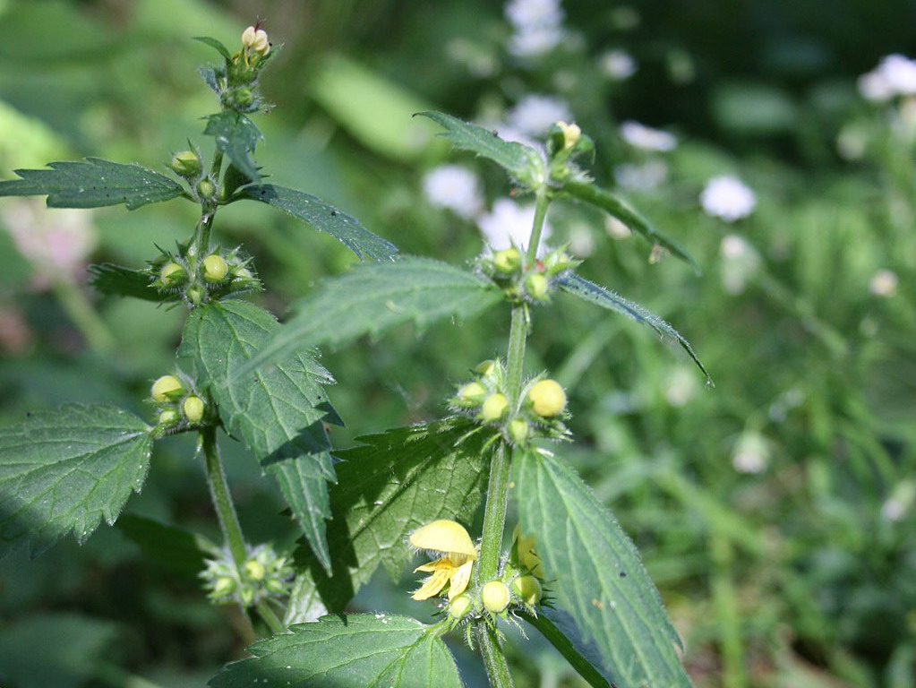 Gele dovenetel - Lamiastrum galeobdolon subsp. galeobdolon : Plant in P9 pot