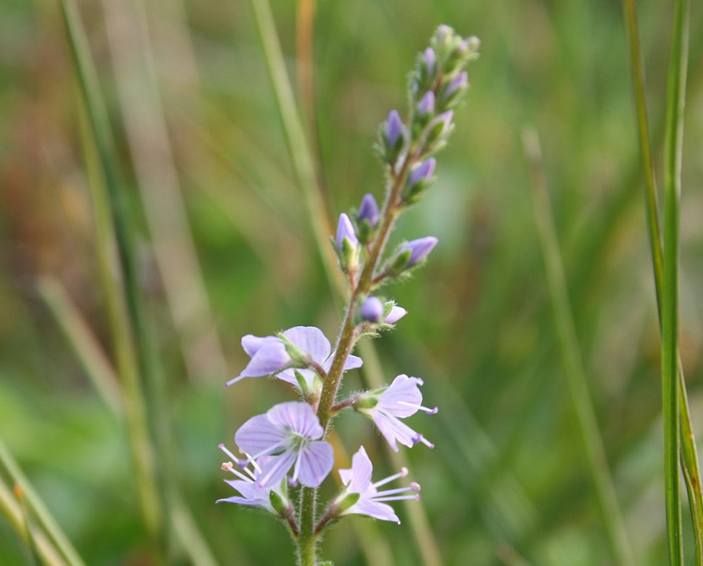 Mannetjesereprijs - Veronica officinalis : Plant in P9 pot