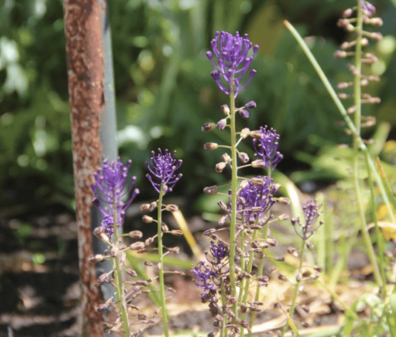 Kuifhyacint - Muscari comosum : Verpakking met 500 bollen