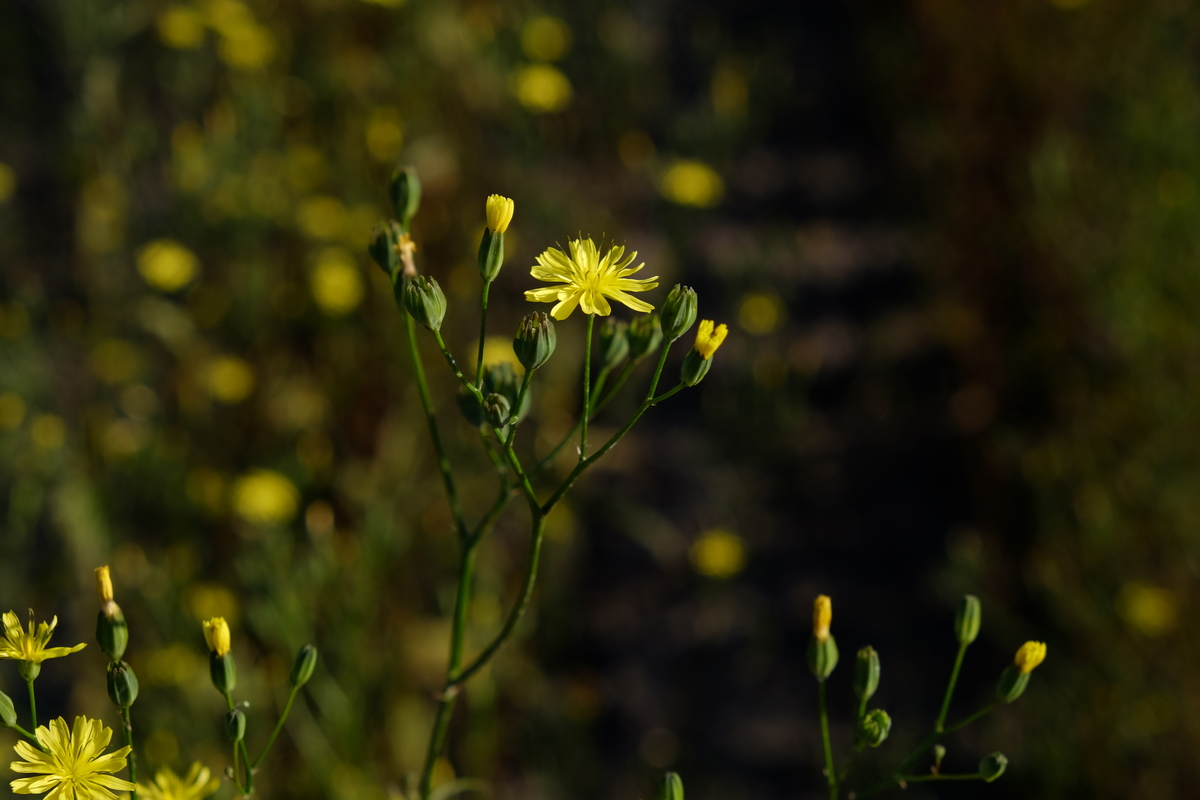 Akkerkool - Lapsana communis : Losse grammen