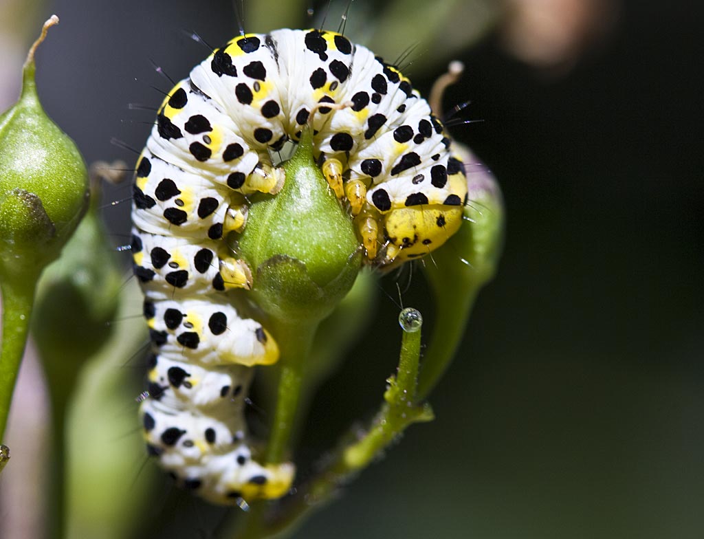 Knopig helmkruid - Scrophularia nodosa : Losse grammen