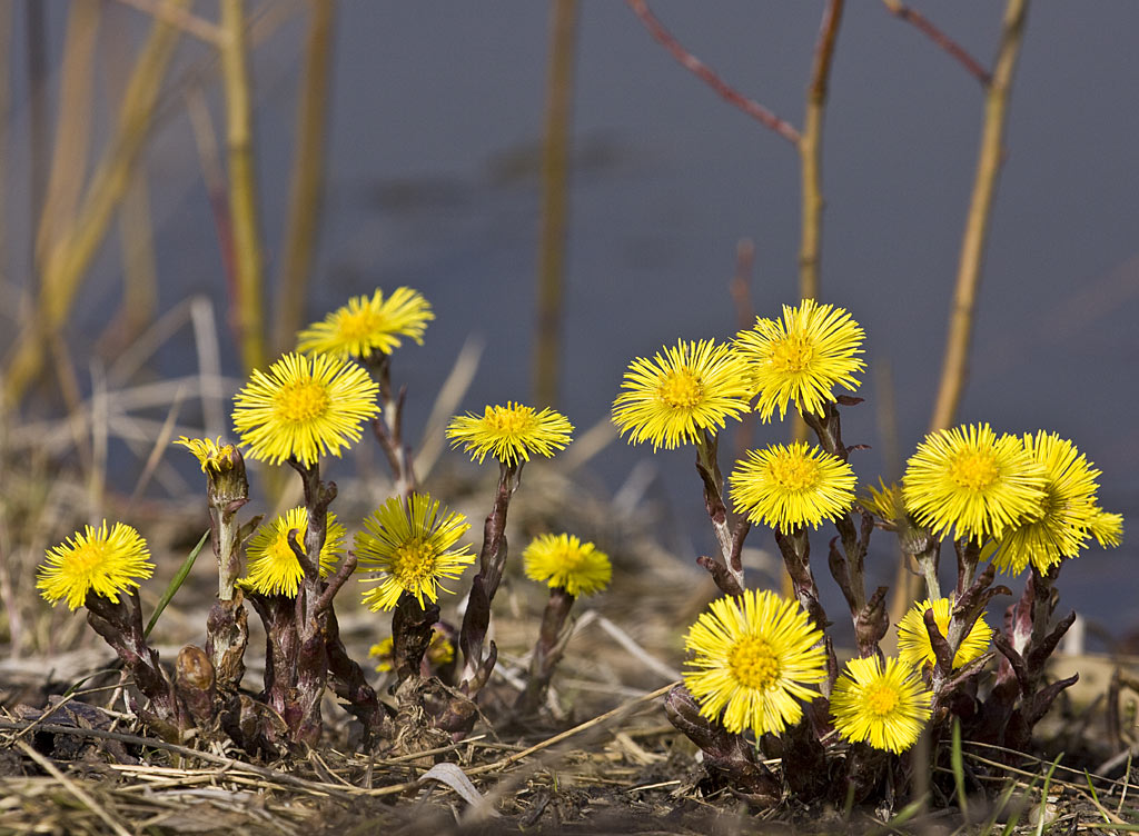 Klein hoefblad - Tussilago farfara : Zakje