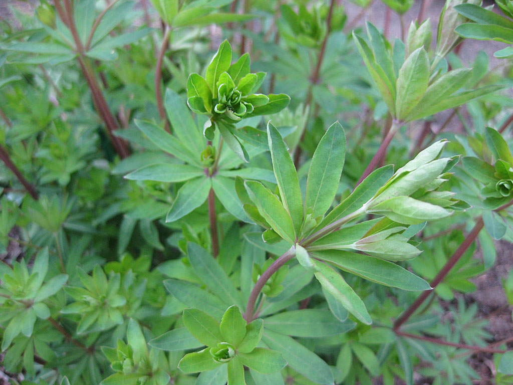 Boswalstro - Galium sylvaticum : Plant in P9 pot