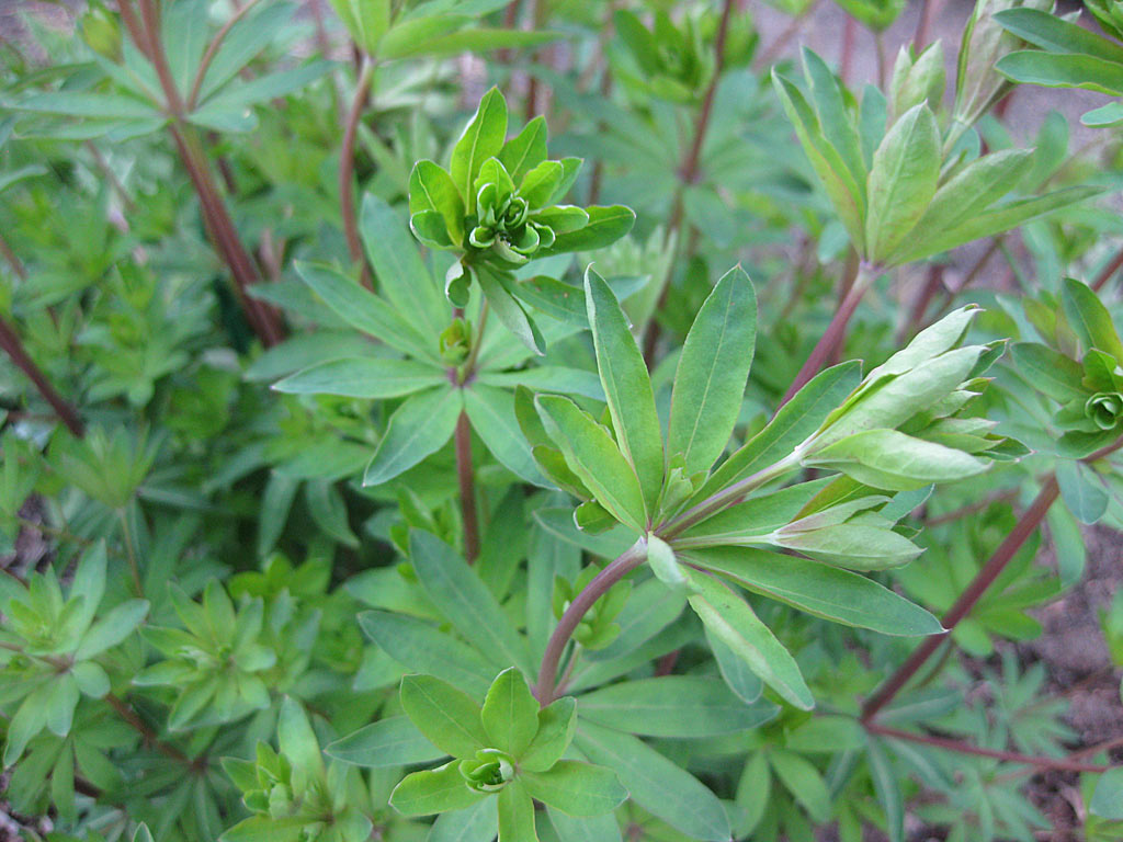 Boswalstro - Galium sylvaticum : Losse grammen