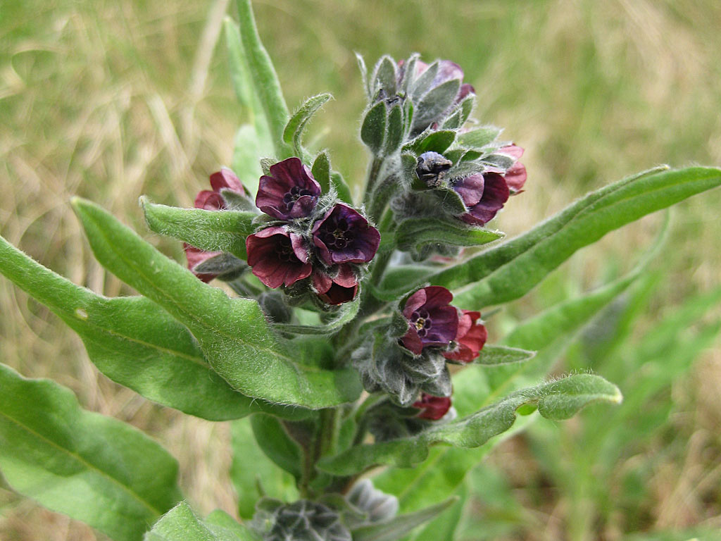 Veldhondstong - Cynoglossum officinale : Plant in P9 pot