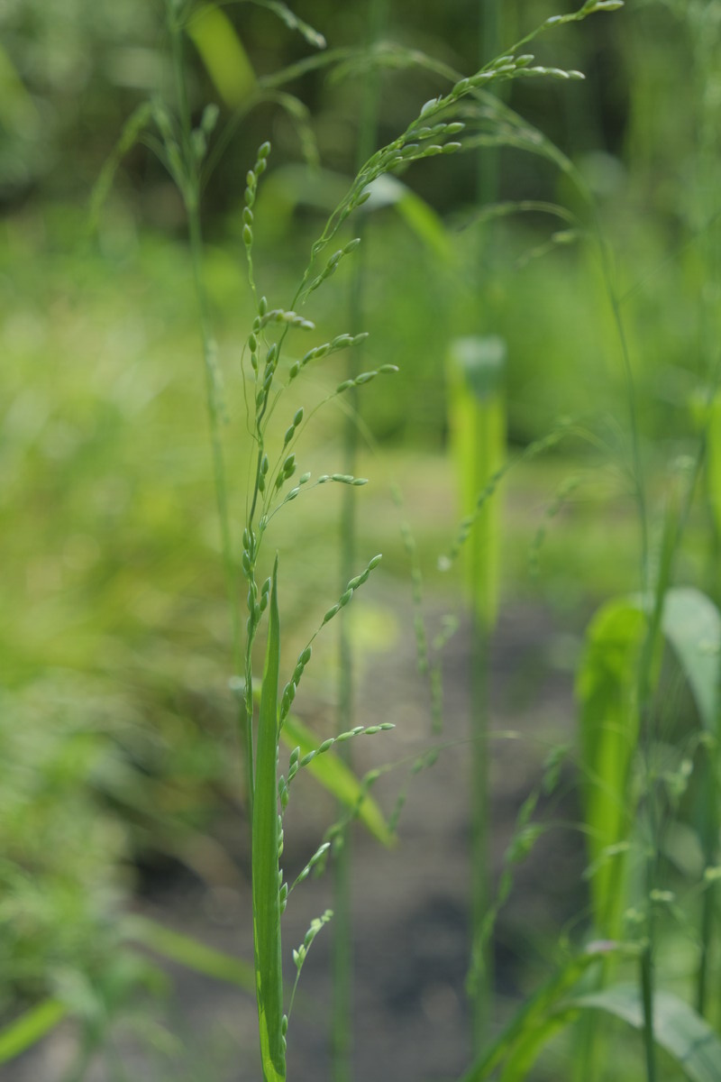 Bosgierstgras - Milium effusum : Zakje