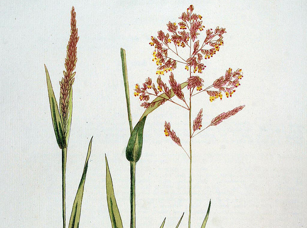 Gestreepte witbol - Holcus lanatus : Losse grammen Gestreepte witbol - Holcus lanatus : Losse grammen