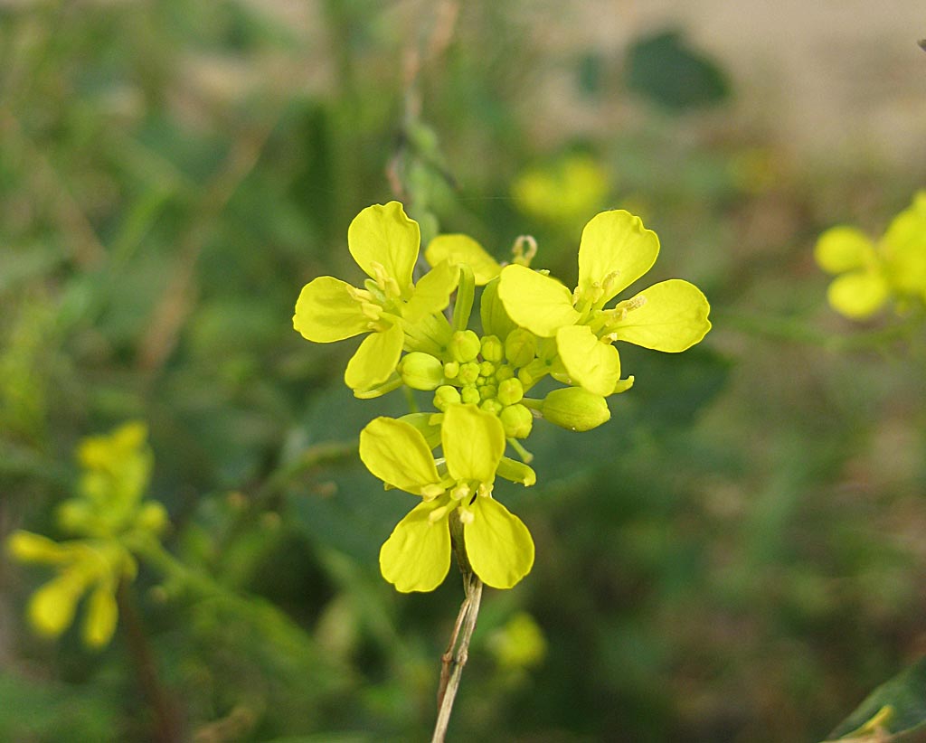 Herik - Sinapis arvensis : Losse grammen