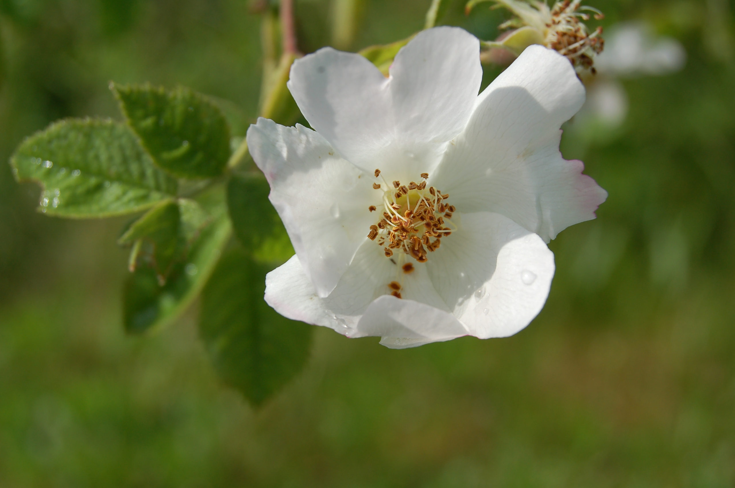 Viltroos - Rosa tomentosa : Plant in C3 liter pot