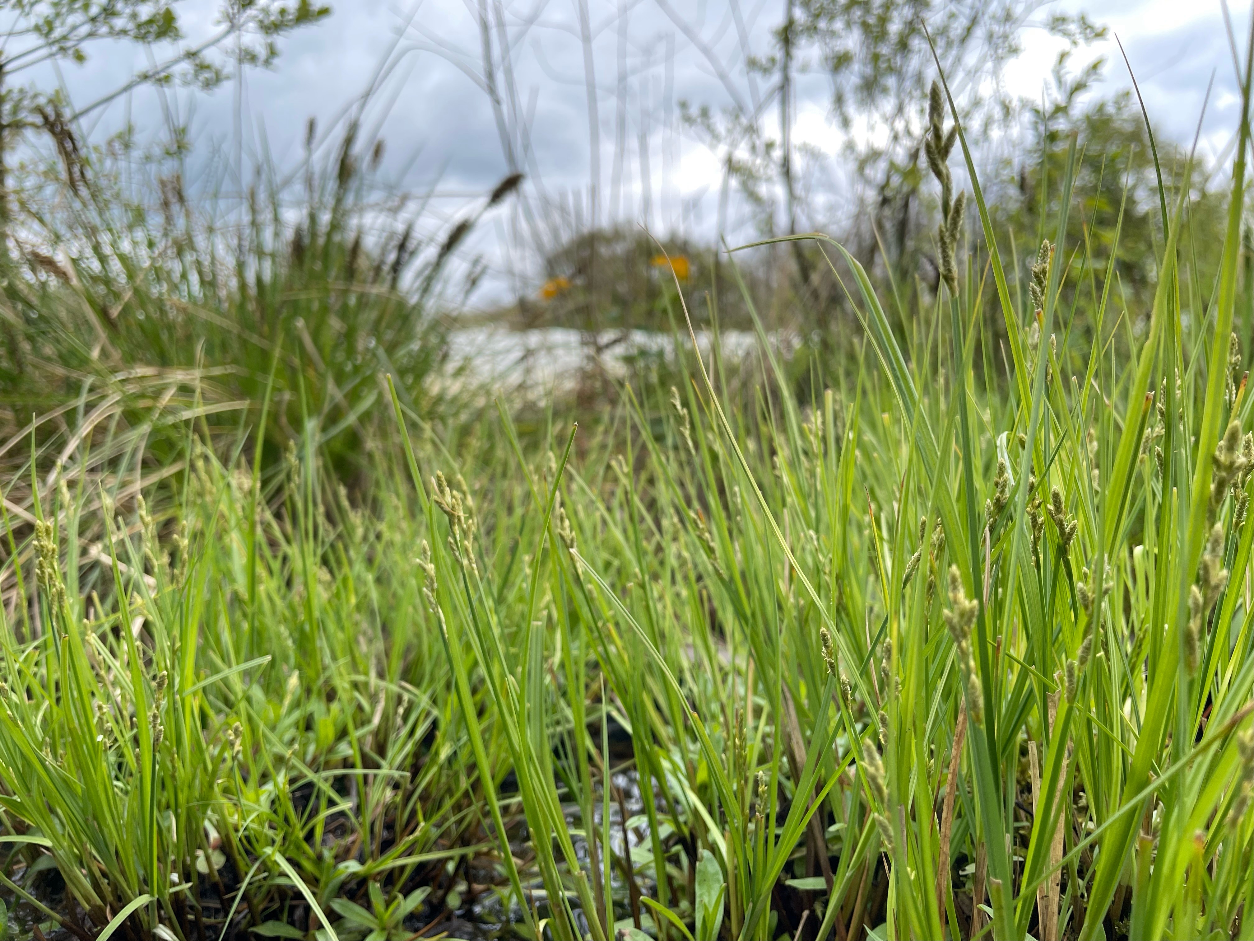 Zompzegge - Carex canescens : Losse grammen