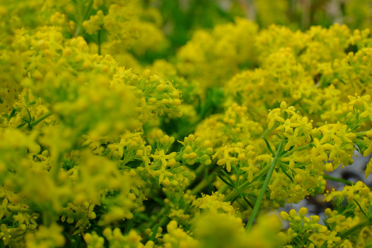 Geel walstro - Galium verum : Losse grammen