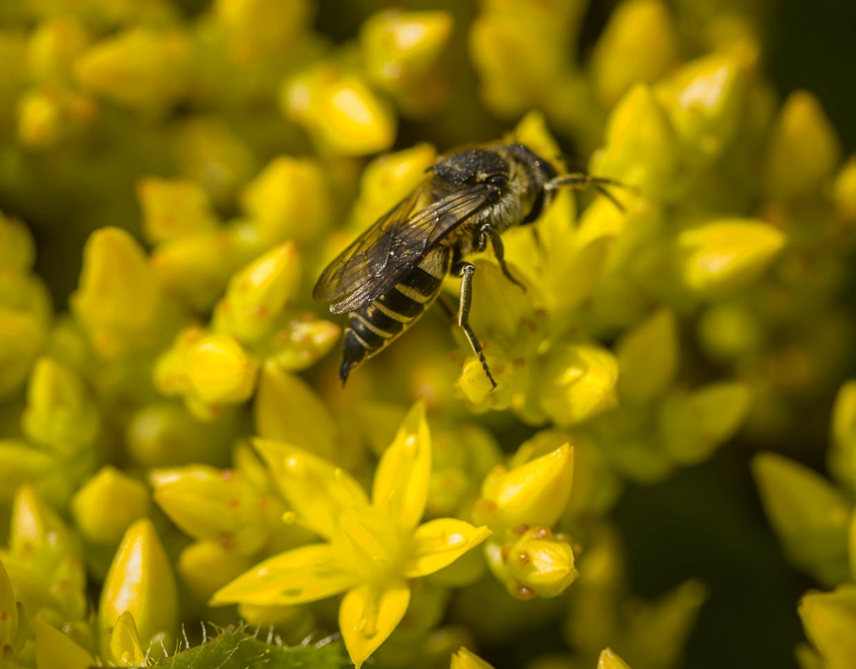 Muurpeper - Sedum acre : Losse grammen