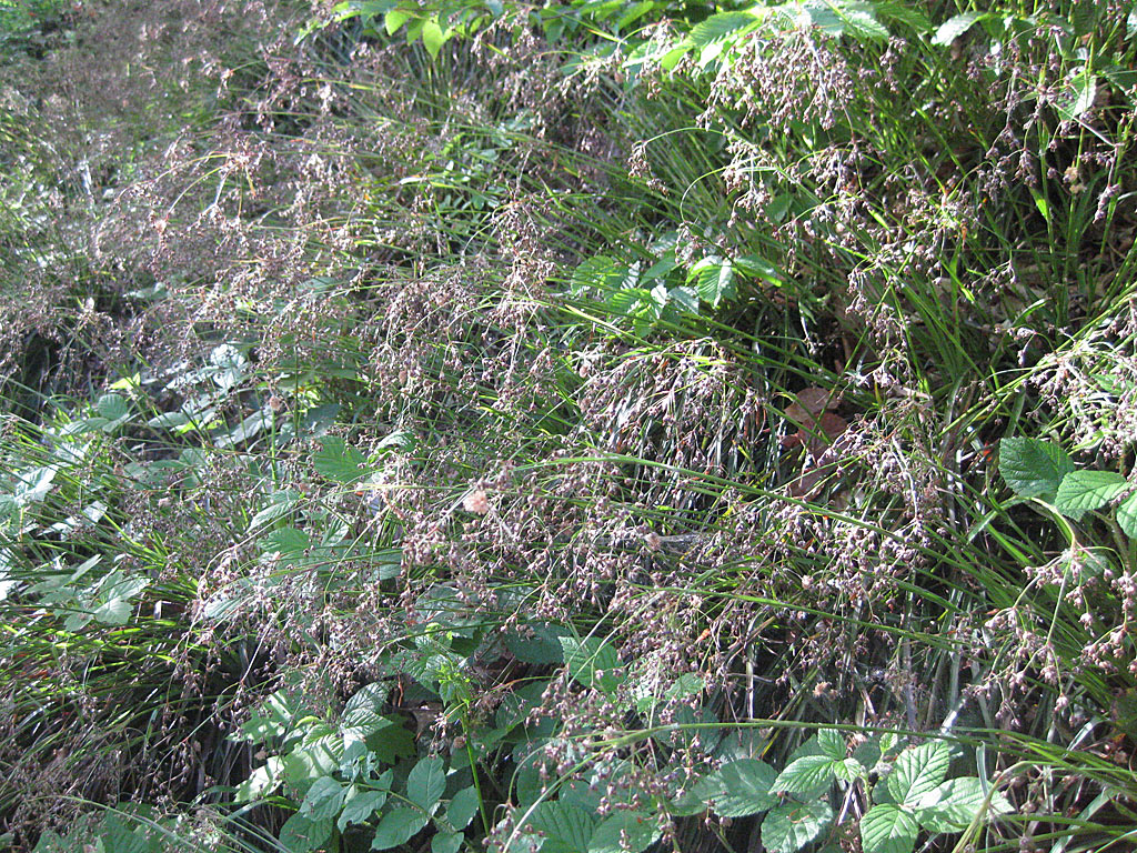 Grote veldbies - Luzula sylvatica : Losse grammen