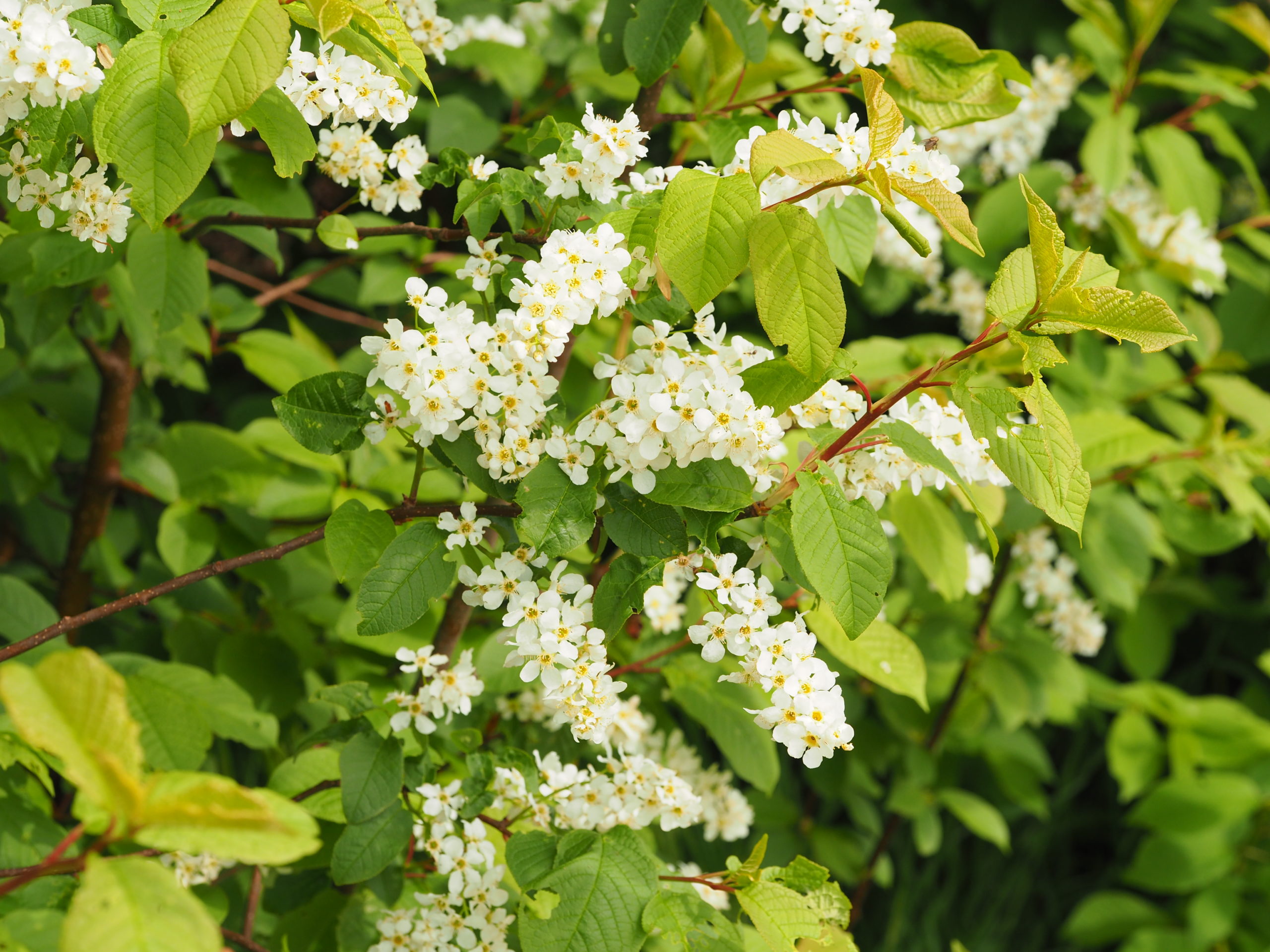 Inheemse vogelkers - Prunus padus : Plant in C3 liter pot