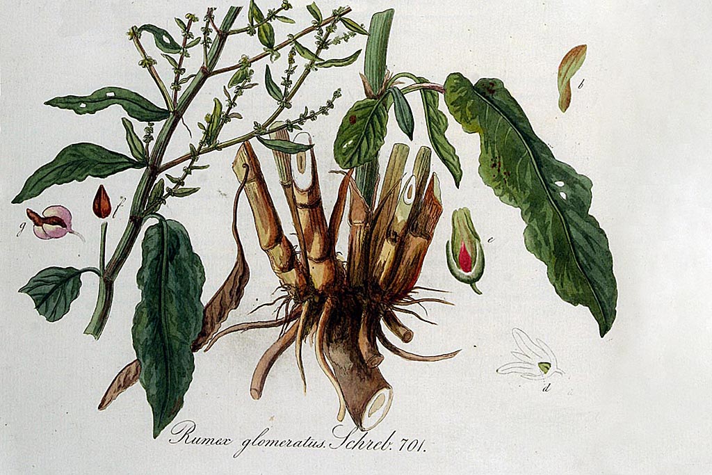 Kluwenzuring - Rumex conglomeratus : Zakje