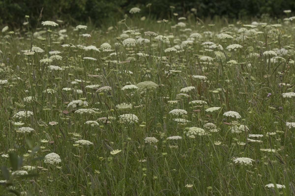 T1 Thee uit eigen tuin : losse grammen