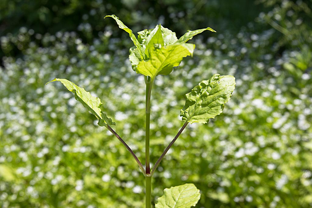 Norger bosmuur - Stellaria nemorum subsp. montana : Losse grammen