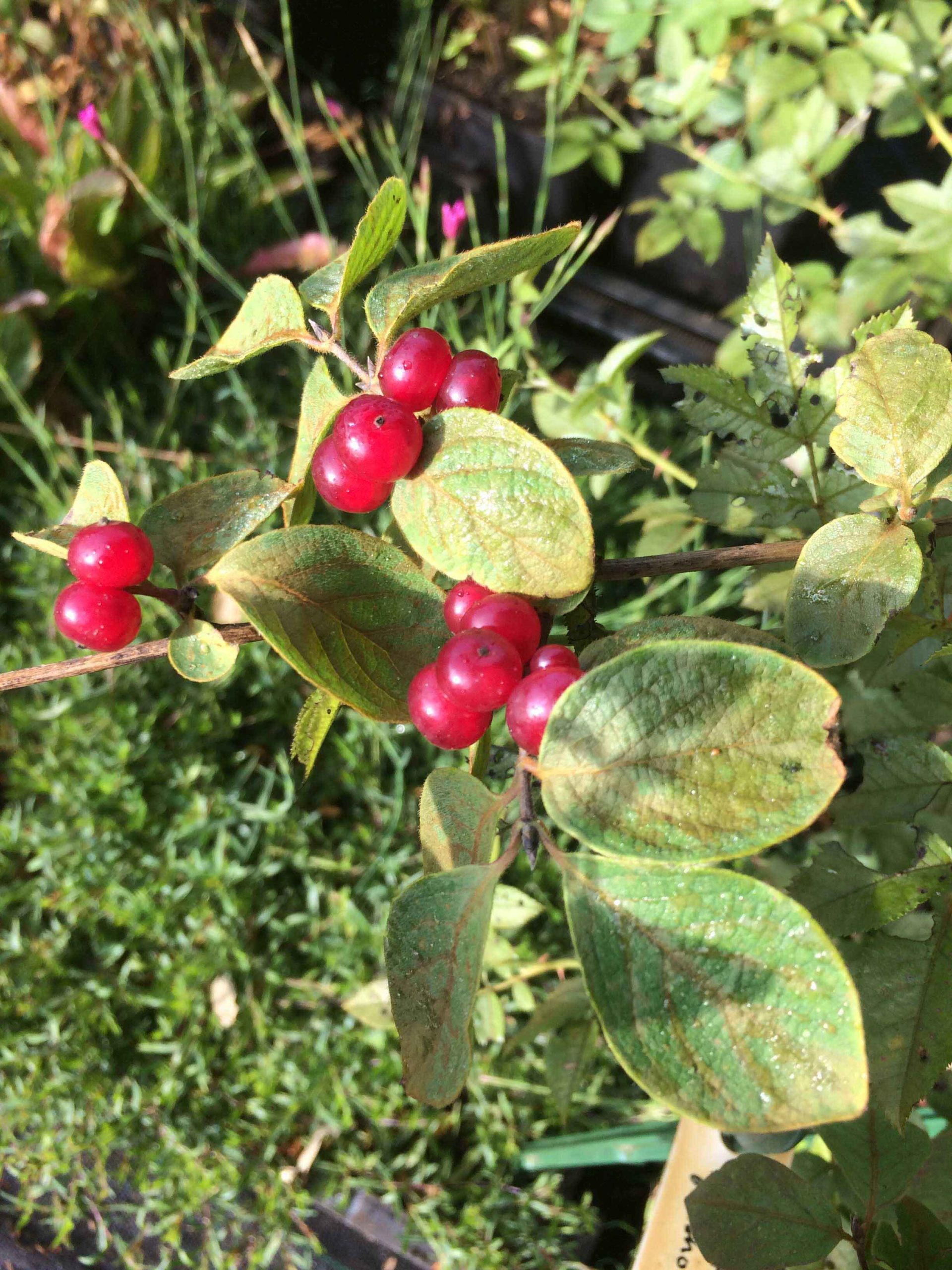 Rode kamperfoelie - Lonicera xylosteum : Los stuk wortelgoed