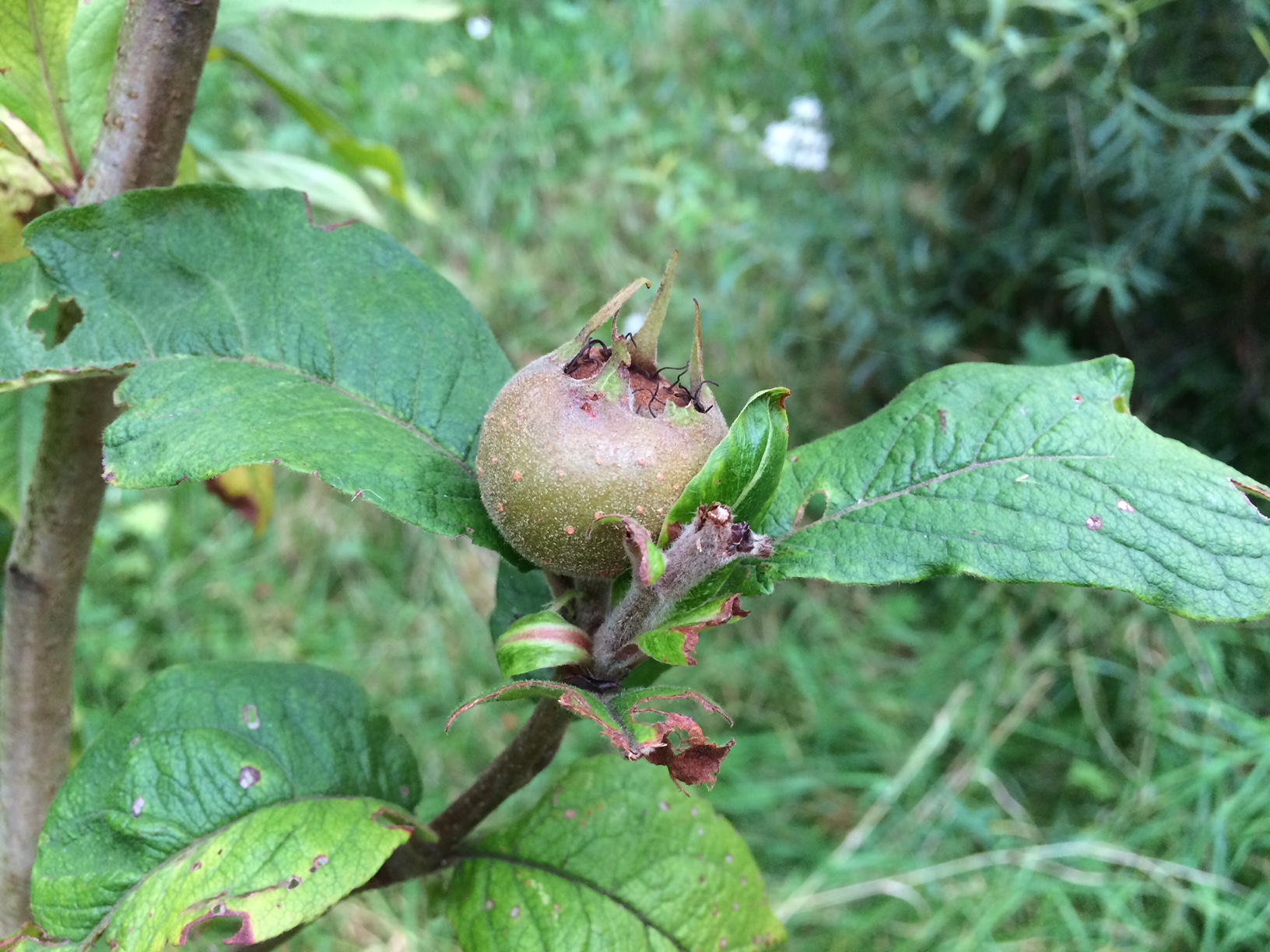 Mispel - Mespilus germanica : Plant in C3 liter pot