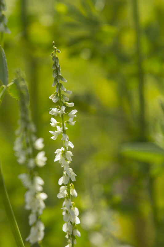 Witte honingklaver - Melilotus albus : Losse grammen