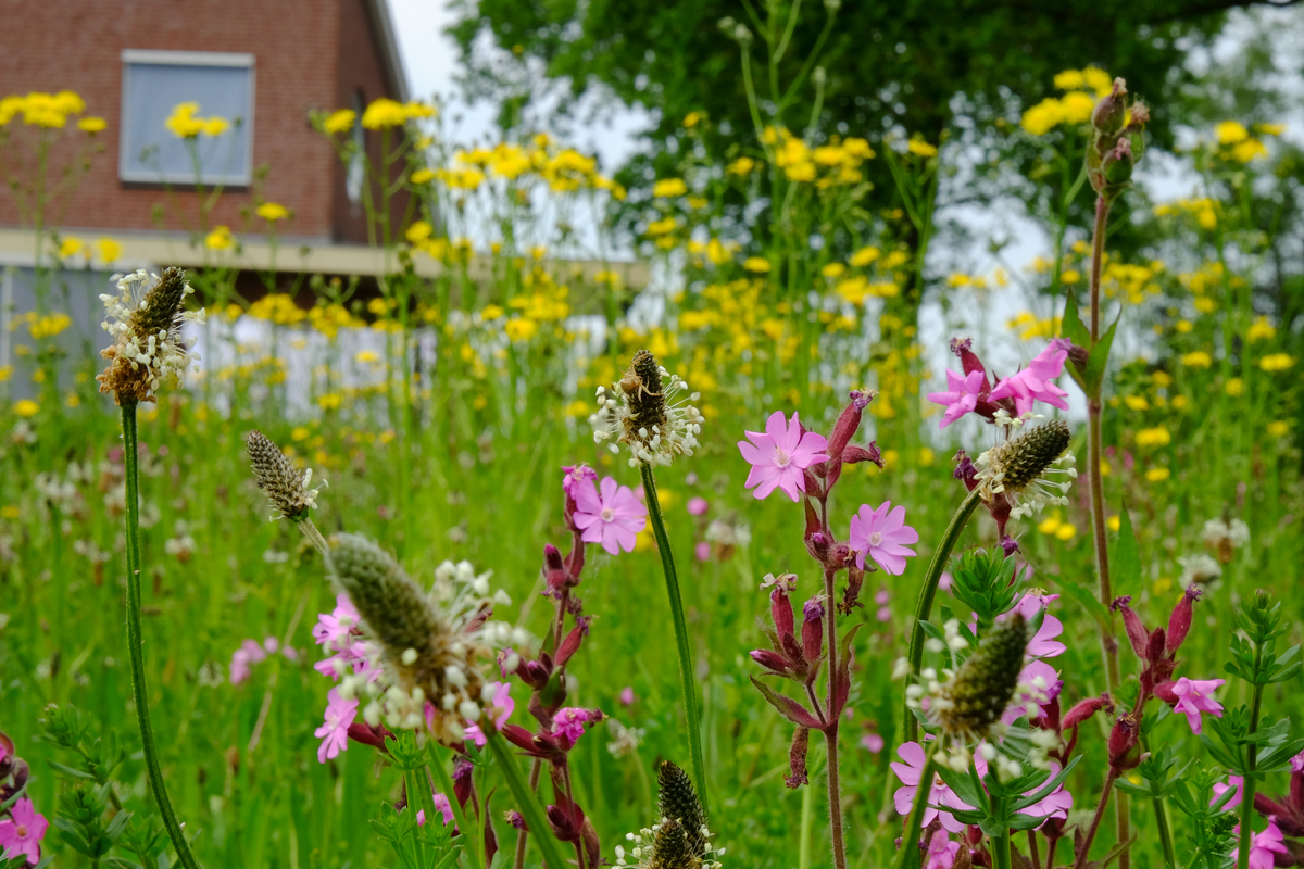 G1 Bloemrijk grasland - lichte grond : Losse grammen