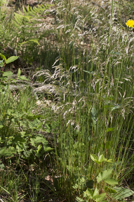 Bochtige smele - Avenella flexuosa : Losse grammen