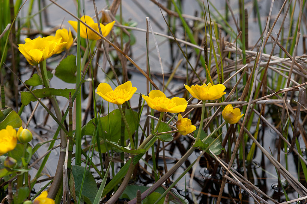 Gewone dotterbloem - Caltha palustris subsp. palustris : Losse grammen