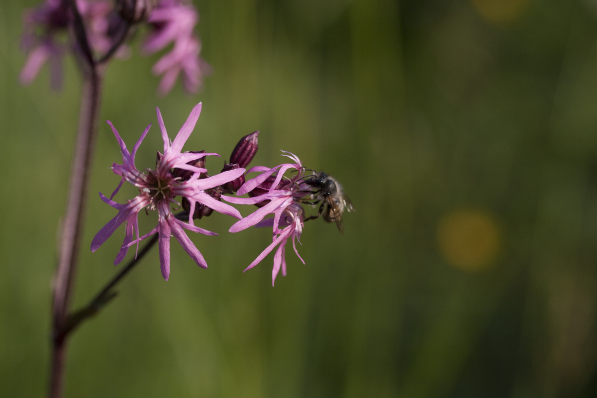 Plantpakket Libelle Hoeckje - laagblijvend