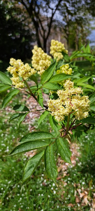 Trosvlier - Sambucus racemosa : Los stuk wortelgoed