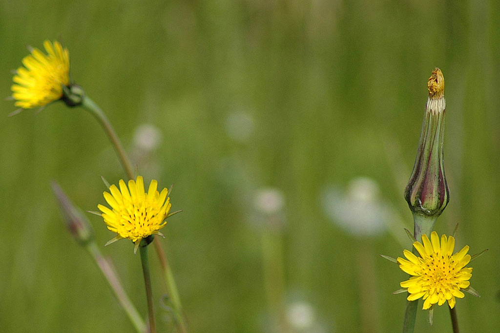 Gele morgenster - Tragopogon pratensis subsp. pratensis : Losse grammen