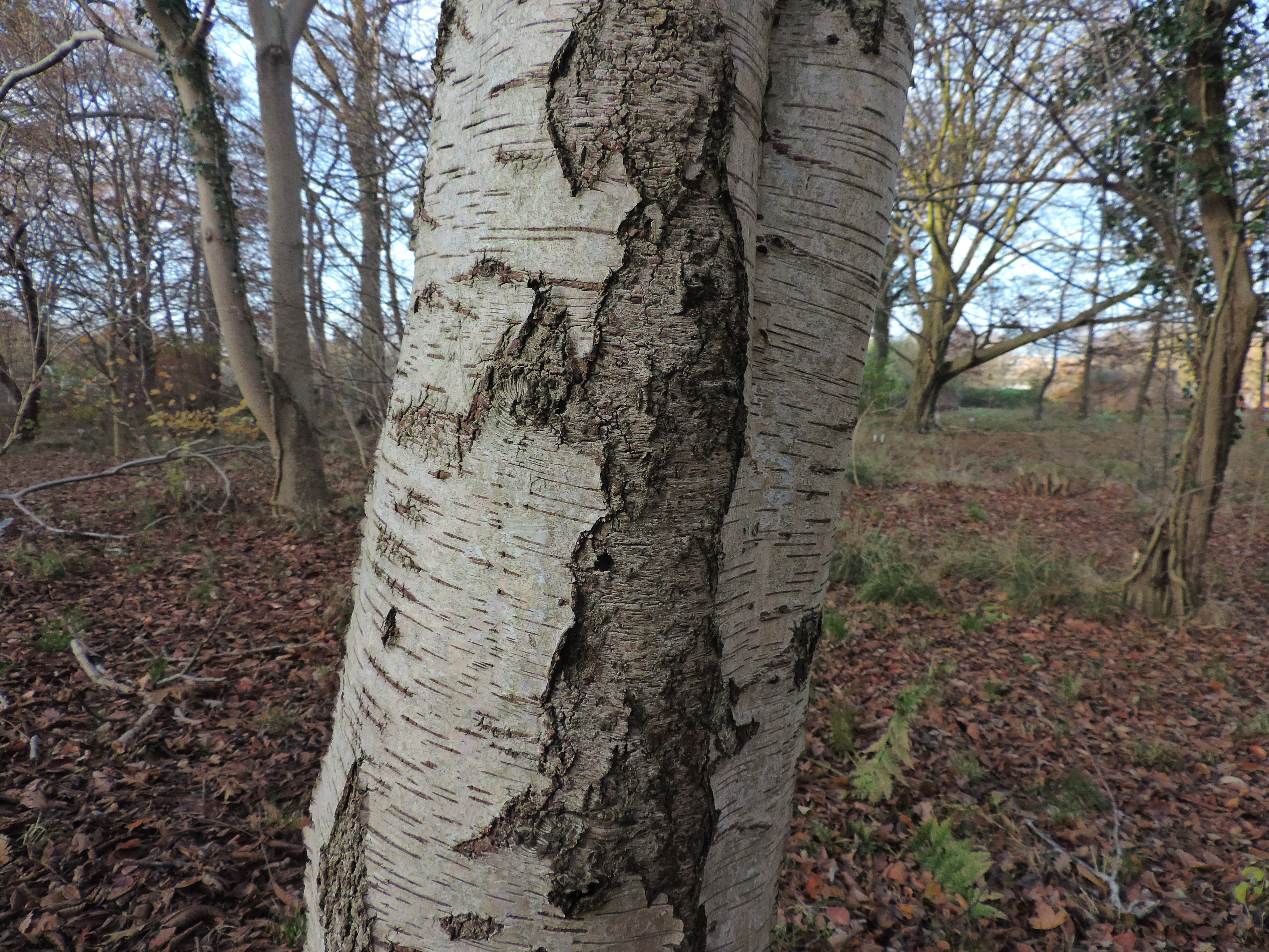 Zachte berk - Betula pubescens : Los stuk wortelgoed