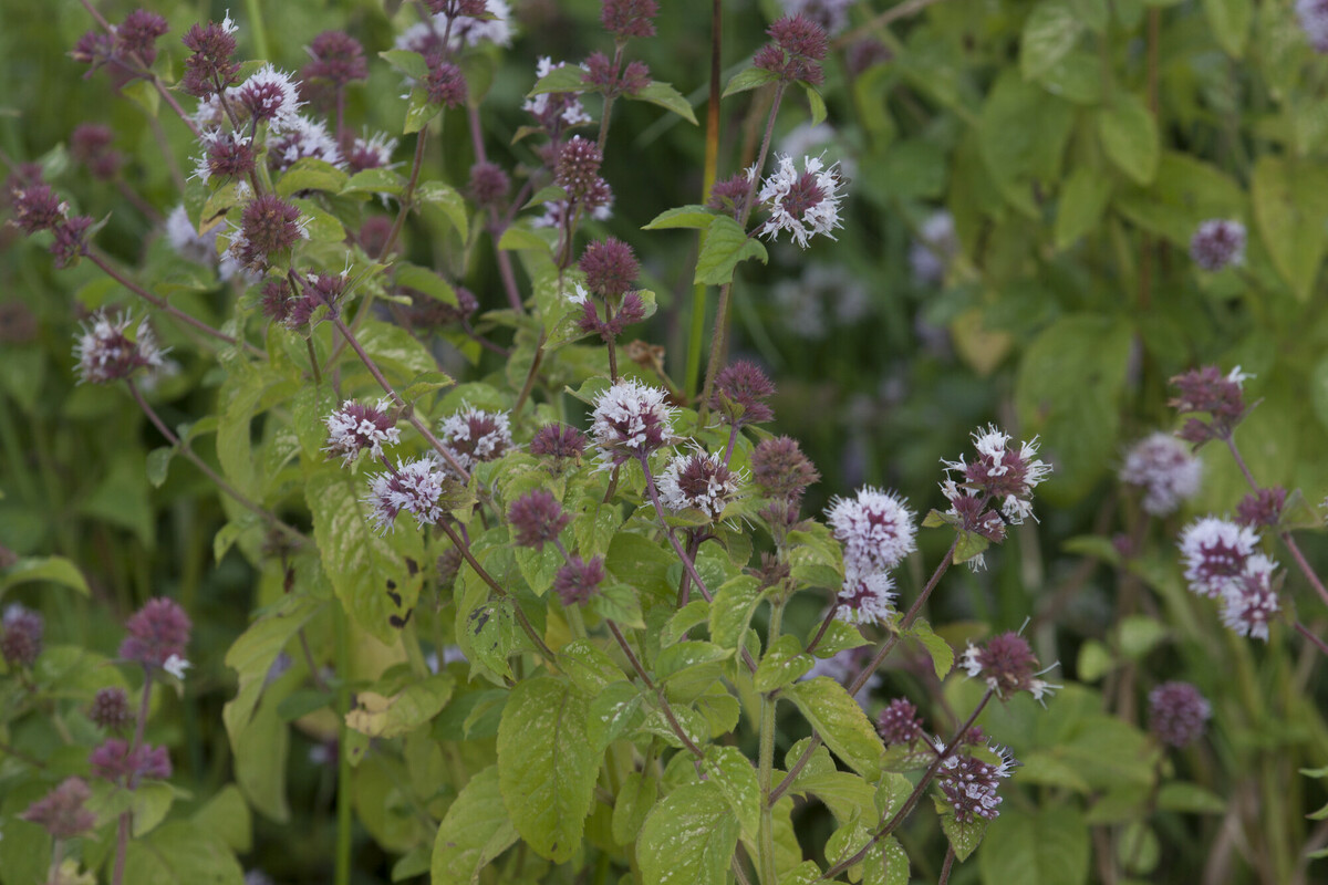 Watermunt - Mentha aquatica : Plant in P9 pot