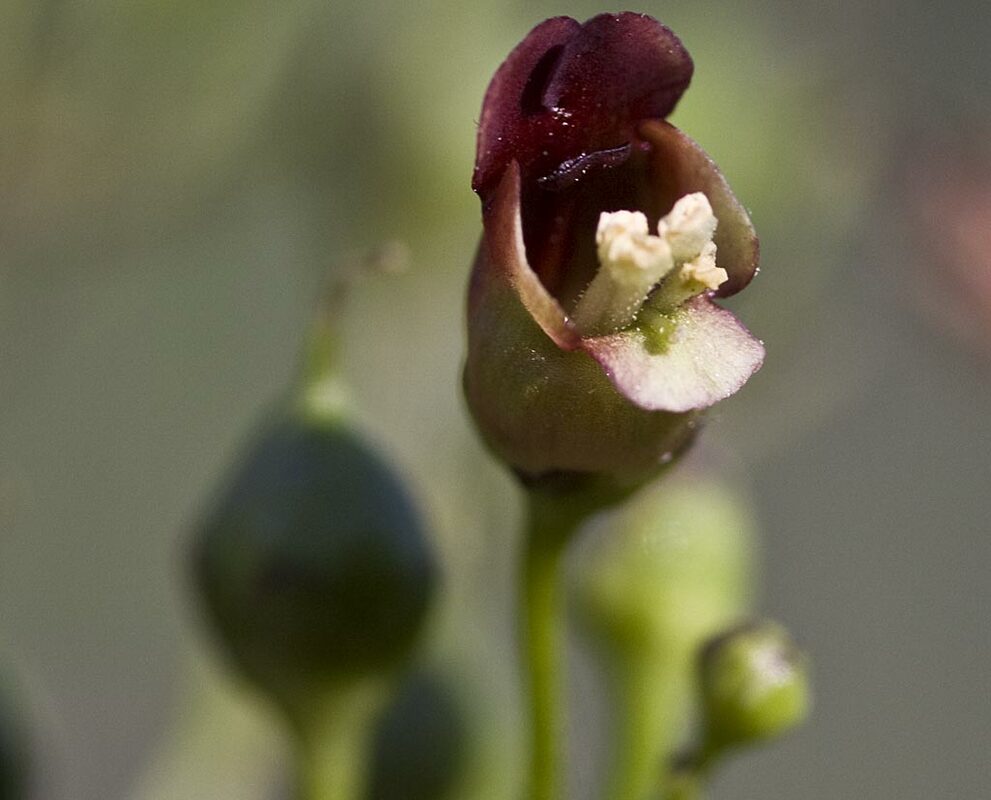 Knopig helmkruid - Scrophularia nodosa : Zakje