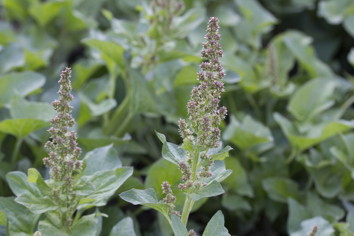 Brave hendrik - Blitum bonus-henricus : Zakje