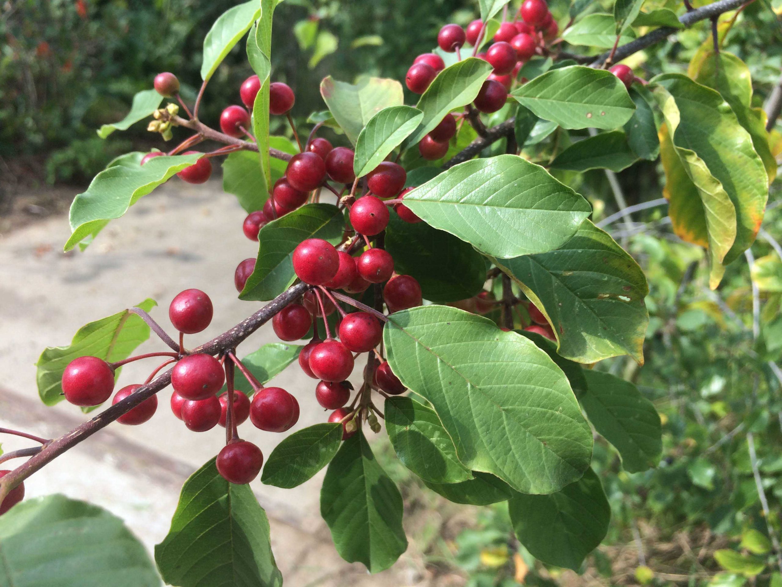 Sporkehout/Vuilboom - Frangula alnus (syn. Rhamnus frangula) : Los stuk wortelgoed