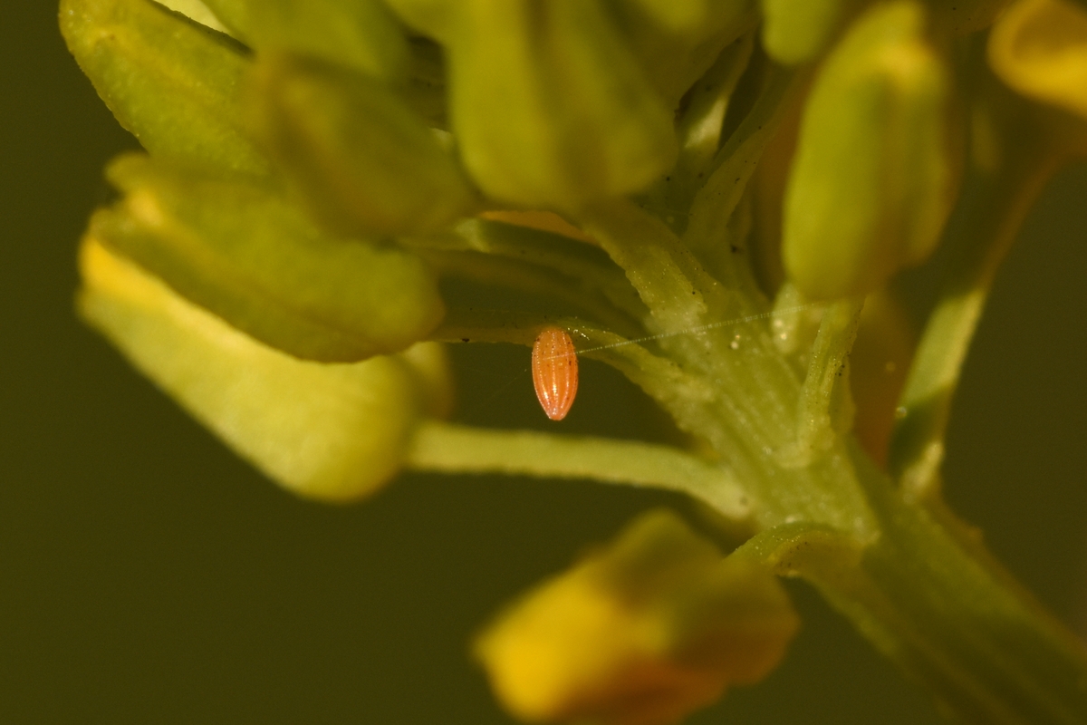 Plantpakket Vlinder Hoeckje, i.s.m. De Vlinderstichting