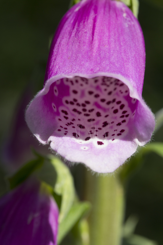 Vingerhoedskruid - Digitalis purpurea : Losse grammen