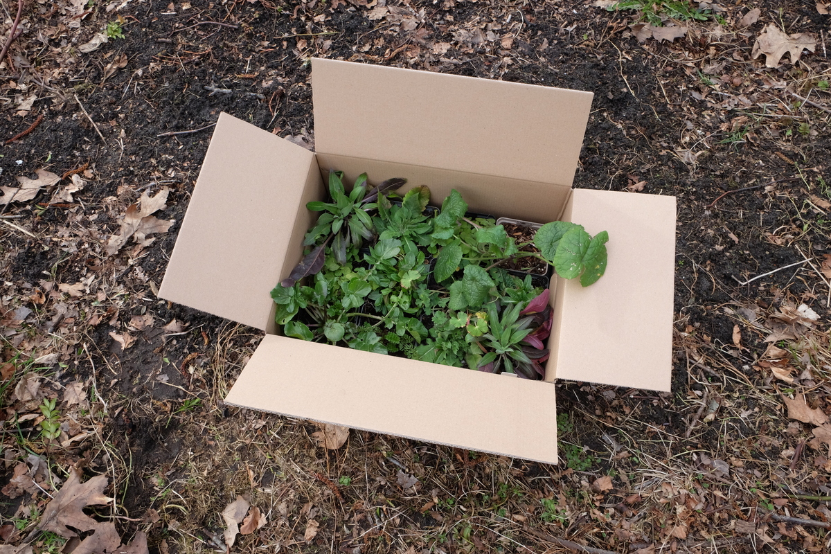 Plantpakket Wadi Hoeckje - vochtige grond