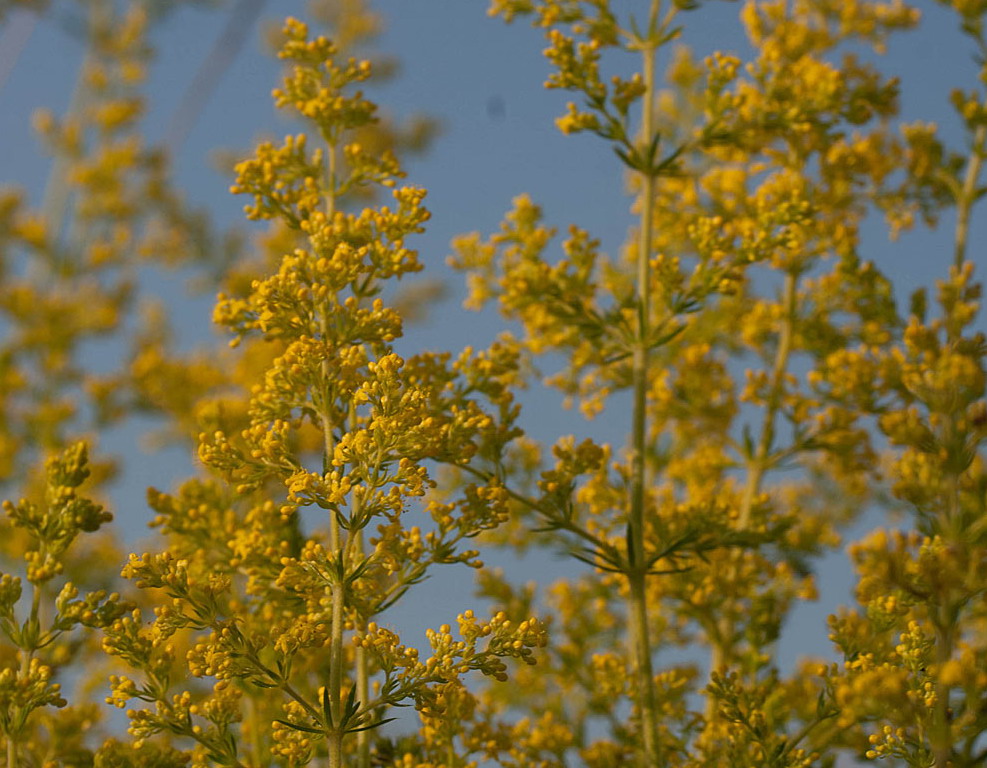 Geel walstro - Galium verum : Plant in P9 pot