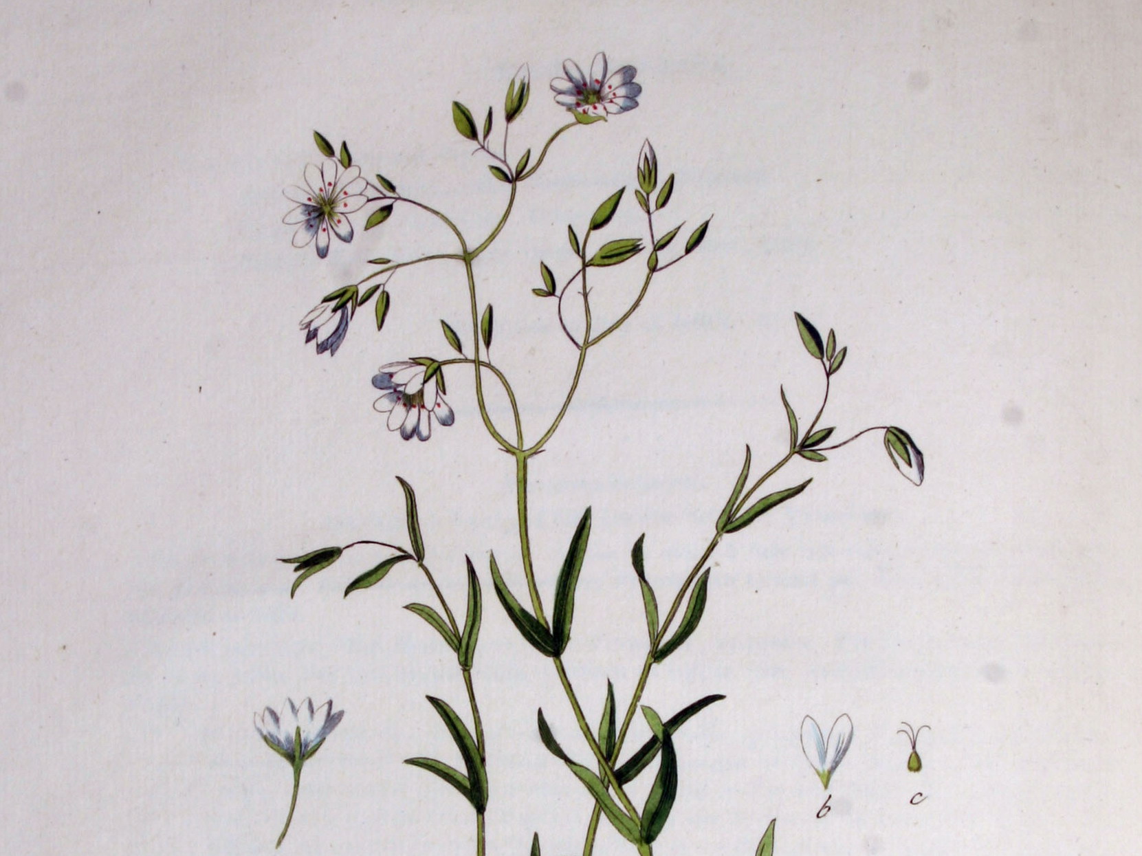 Zeegroene muur - Stellaria palustris : Losse grammen