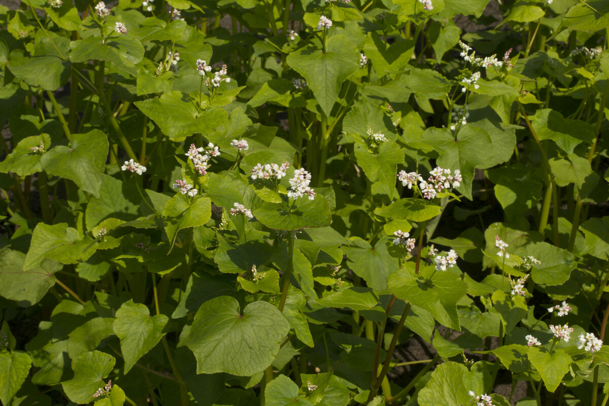 Boekweit - Fagopyrum esculentum : Zakje