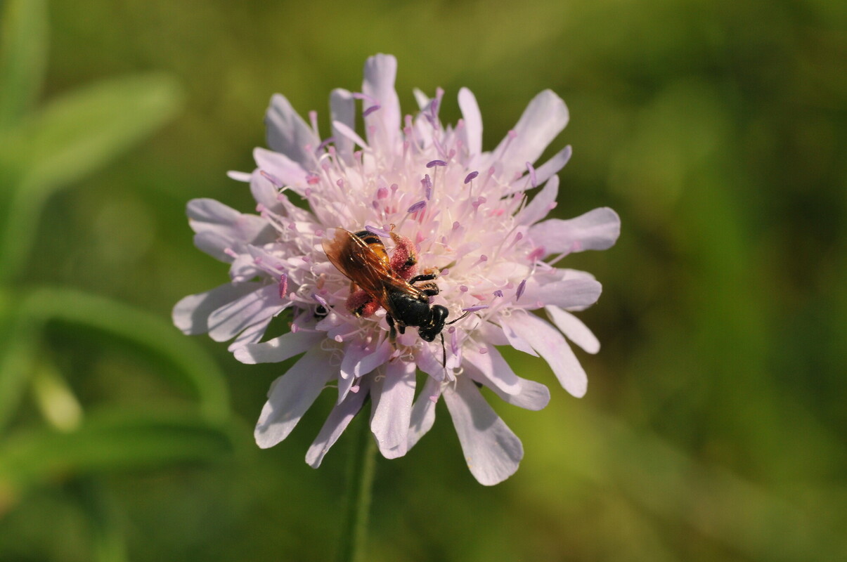 BIJzondere relaties tussen bijen en planten